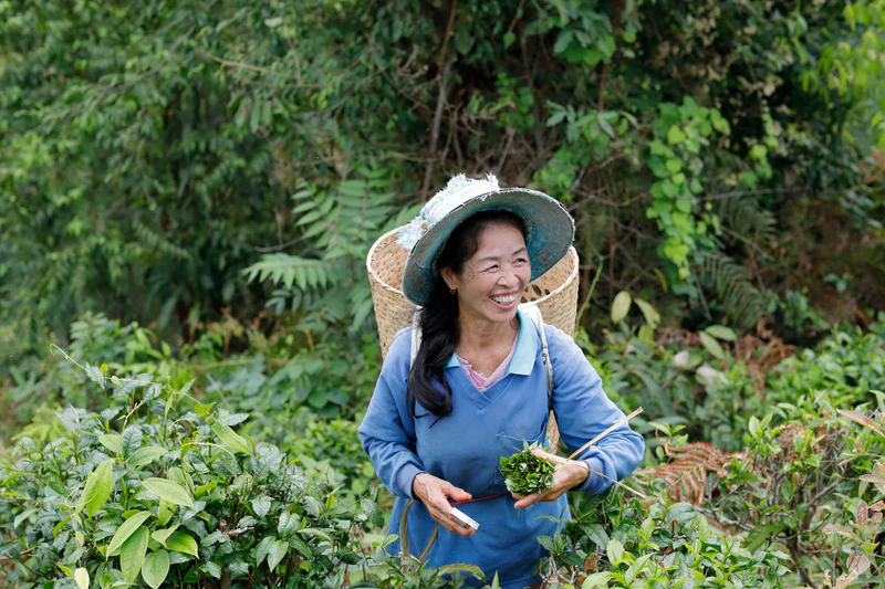 The Origins of Thai Tea